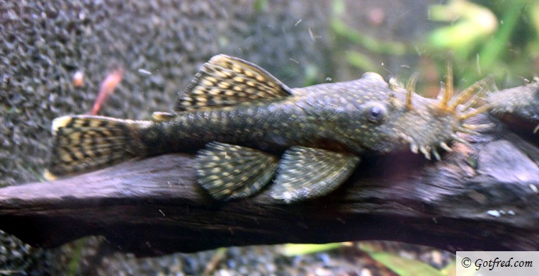 Malle - Ancistrus sp